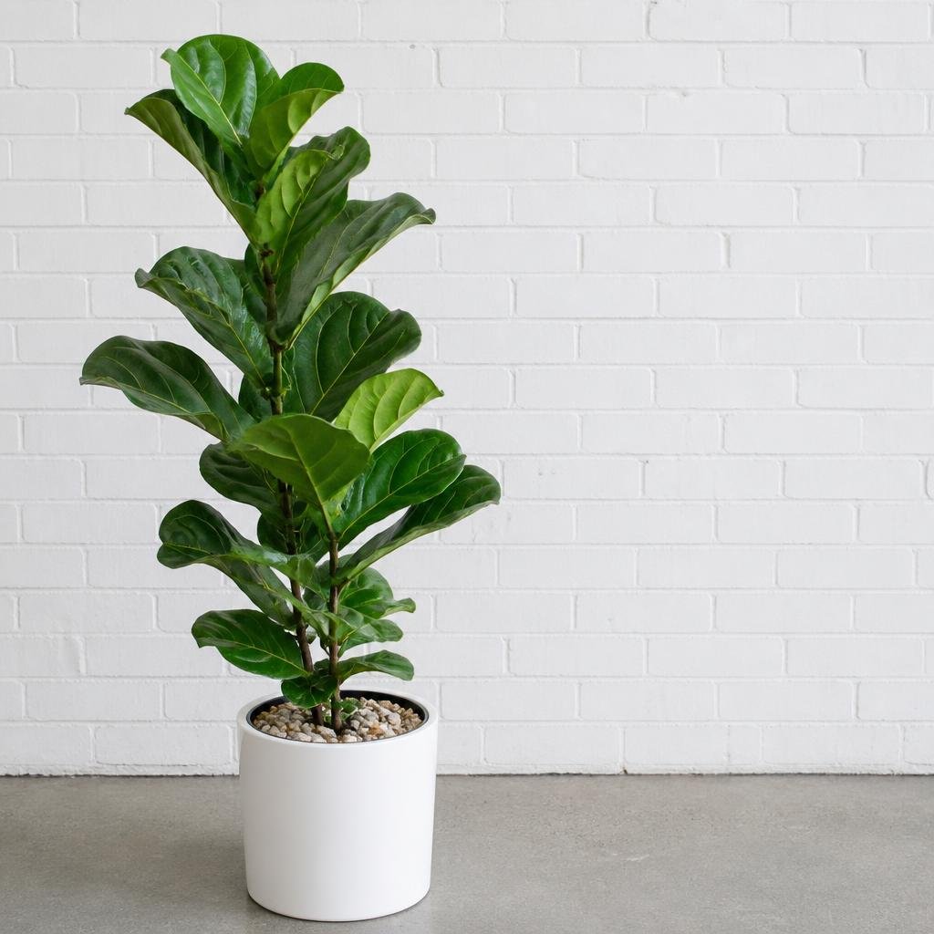 Fiddle Leaf Fig Accent