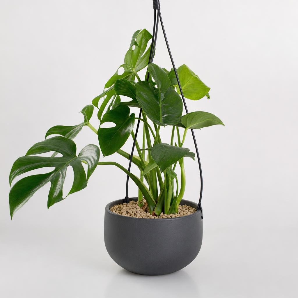 Monstera Deliciosa Plant Image 2